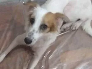 Cachorro raça Sem raça definida idade 2 a 6 meses nome Pandora