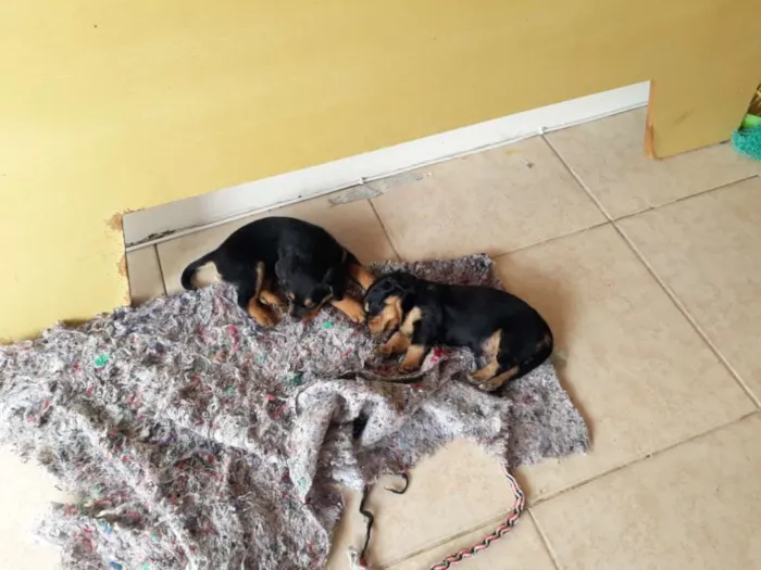 Cachorro ra a Indefinida idade Abaixo de 2 meses nome Sem nome