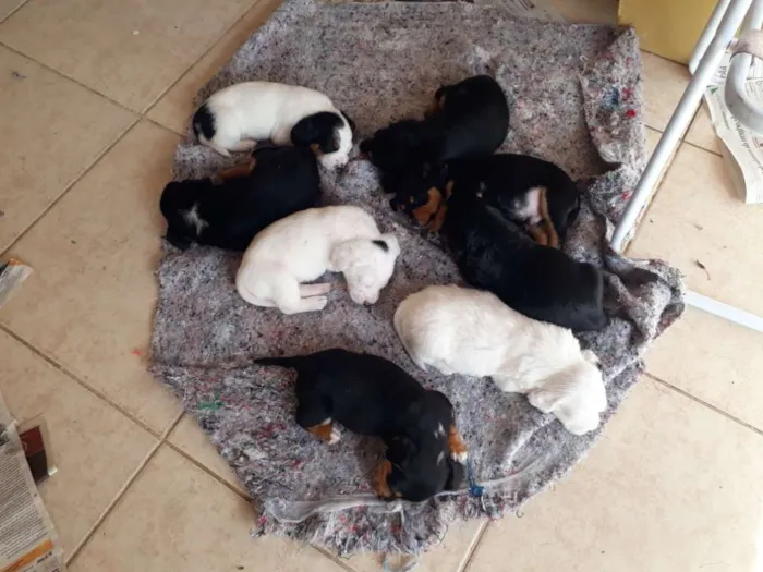 Cachorro ra a Indefinida idade Abaixo de 2 meses nome Sem nome
