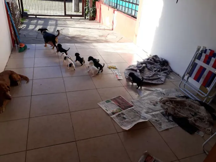 Cachorro ra a Indefinida idade Abaixo de 2 meses nome Sem nome