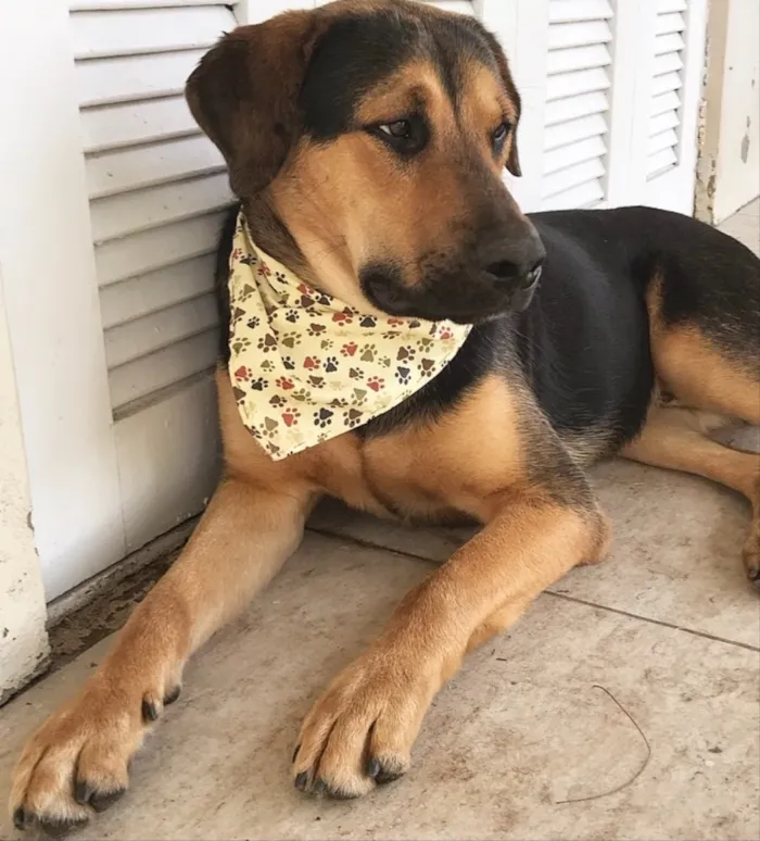 Cachorro ra a SEM RAÇA DEFINIDA  idade 7 a 11 meses nome BARÃO 