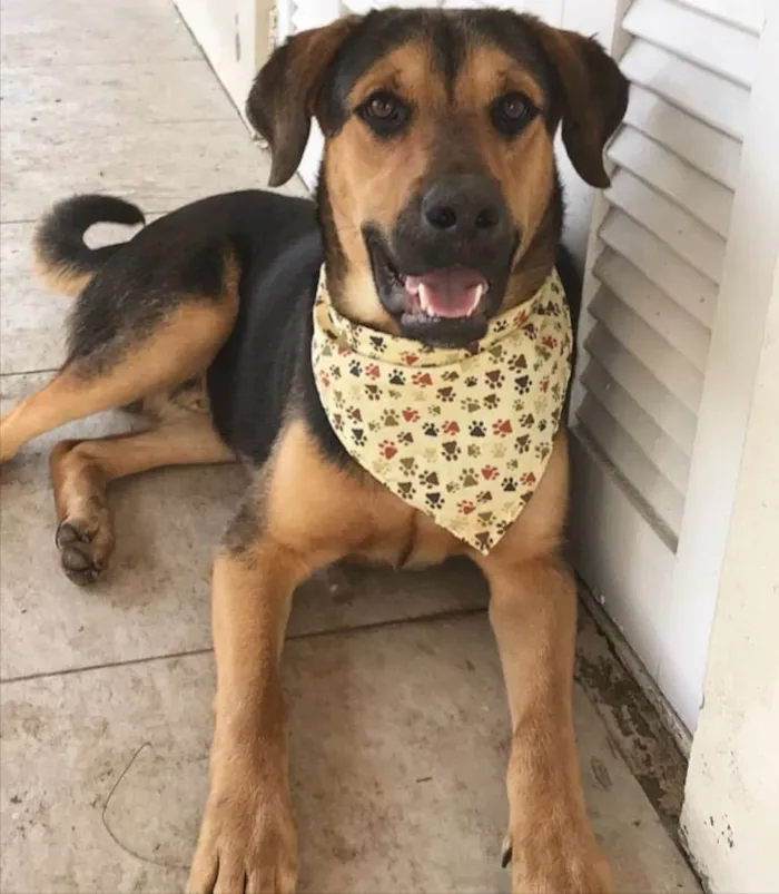 Cachorro ra a SEM RAÇA DEFINIDA  idade 7 a 11 meses nome BARÃO 