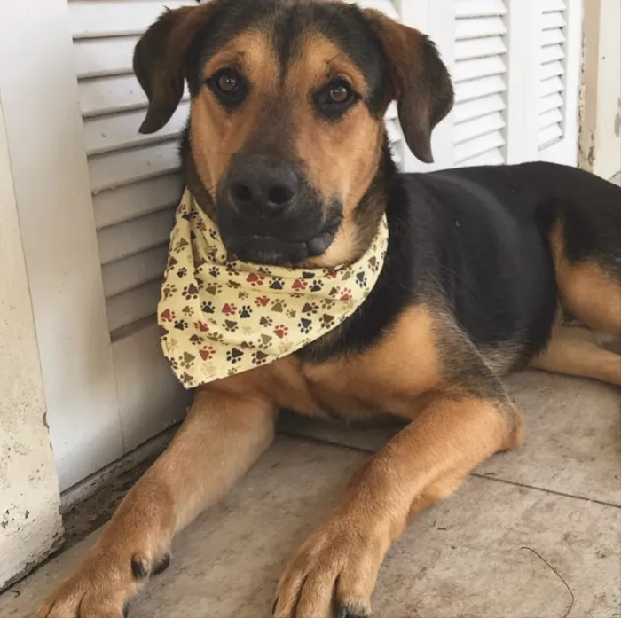 Cachorro ra a SEM RAÇA DEFINIDA  idade 7 a 11 meses nome BARÃO 