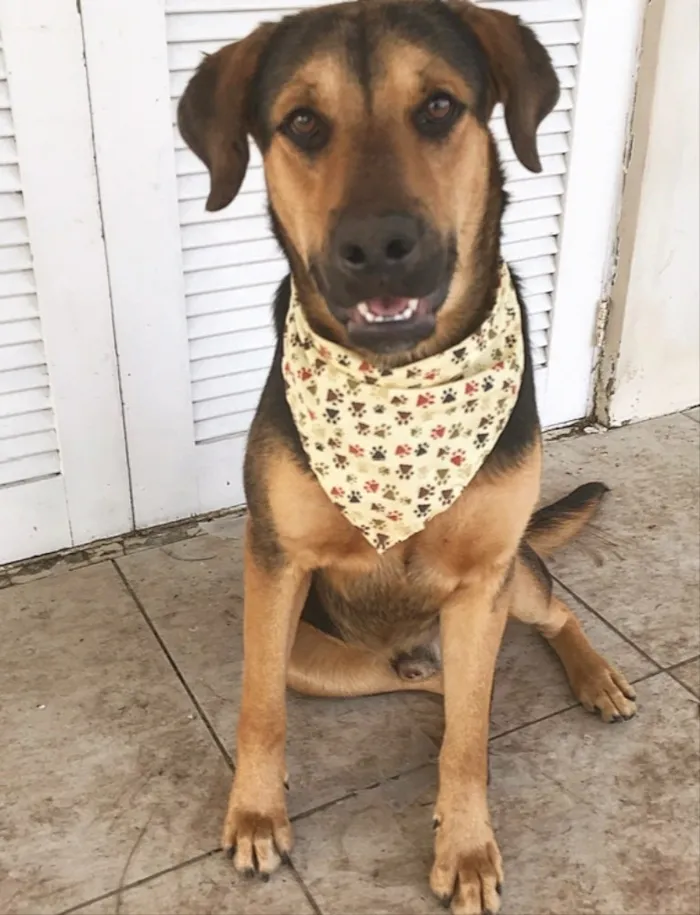 Cachorro ra a SEM RAÇA DEFINIDA  idade 7 a 11 meses nome BARÃO 