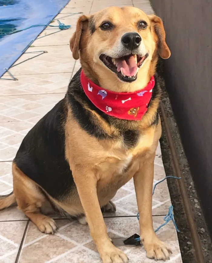 Cachorro ra a SEM RAÇA DEFINIDA idade 4 anos nome PRETINHO
