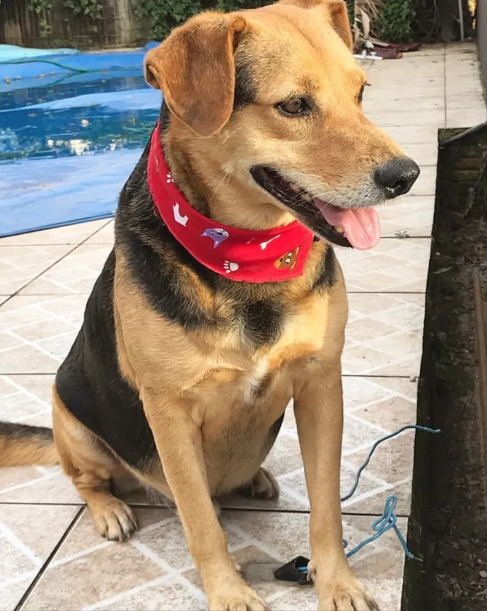 Cachorro ra a SEM RAÇA DEFINIDA idade 4 anos nome PRETINHO