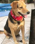 PRETINHO