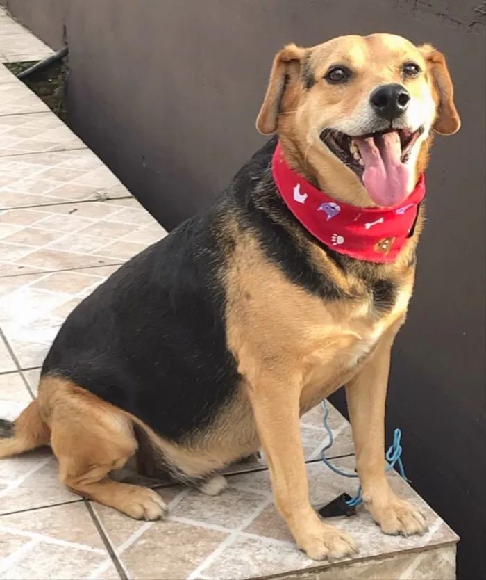 Cachorro ra a SEM RAÇA DEFINIDA idade 4 anos nome PRETINHO