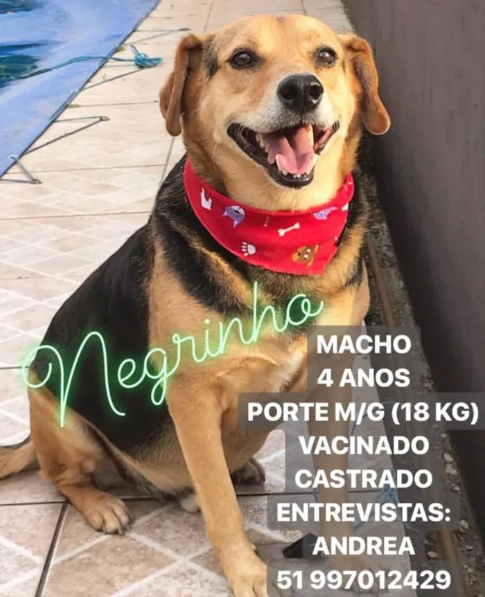Cachorro ra a SEM RAÇA DEFINIDA idade 4 anos nome PRETINHO