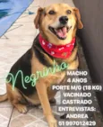 PRETINHO