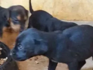Cachorro raça Vira latas idade Abaixo de 2 meses nome Vários filhotes