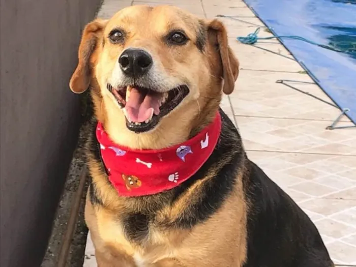 Cachorro ra a SEM RAÇA DEFINIDA idade 4 anos nome PRETINHO