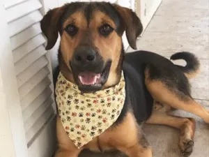 Cachorro raça SEM RAÇA DEFINIDA  idade 7 a 11 meses nome BARÃO 