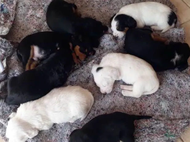 Cachorro ra a Indefinida idade Abaixo de 2 meses nome Sem nome