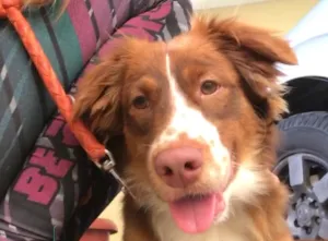 Cachorro raça Desconhecida  idade 2 a 6 meses nome Paçoca