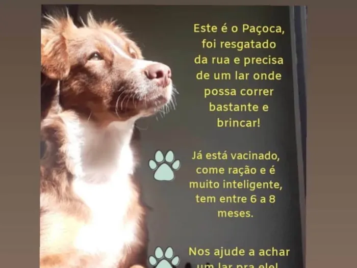 Cachorro ra a Desconhecida  idade 2 a 6 meses nome Paçoca