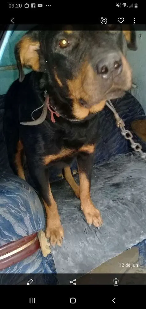 Cachorro ra a Rotweiller idade 5 anos nome Valentina