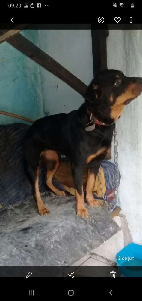Cachorro ra a Rotweiller idade 5 anos nome Valentina