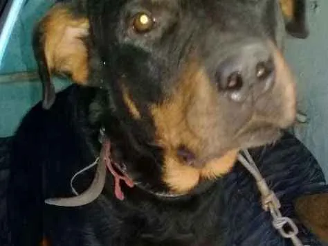 Cachorro ra a Rotweiller idade 5 anos nome Valentina