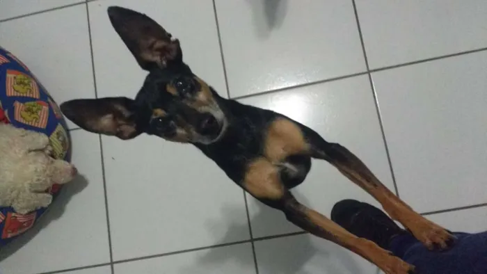 Cachorro ra a Pinscher idade 6 ou mais anos nome Jimmy - 6/7 anos -ZN