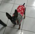 Jimmy - 6/7 anos -ZN
