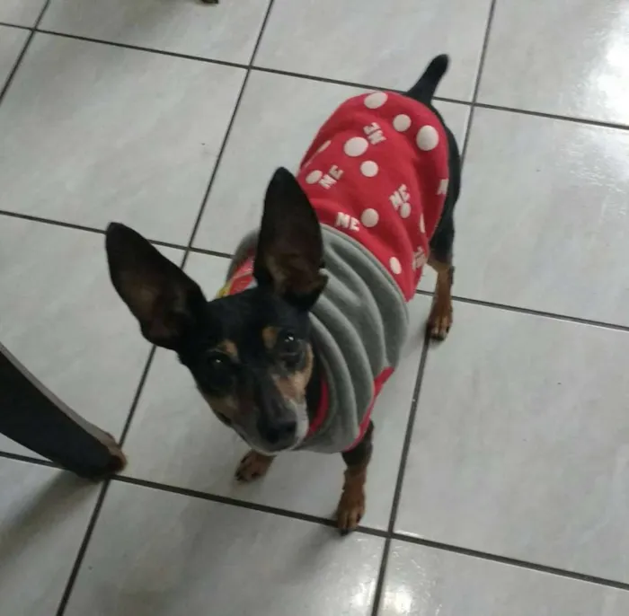 Cachorro ra a Pinscher idade 6 ou mais anos nome Jimmy - 6/7 anos -ZN