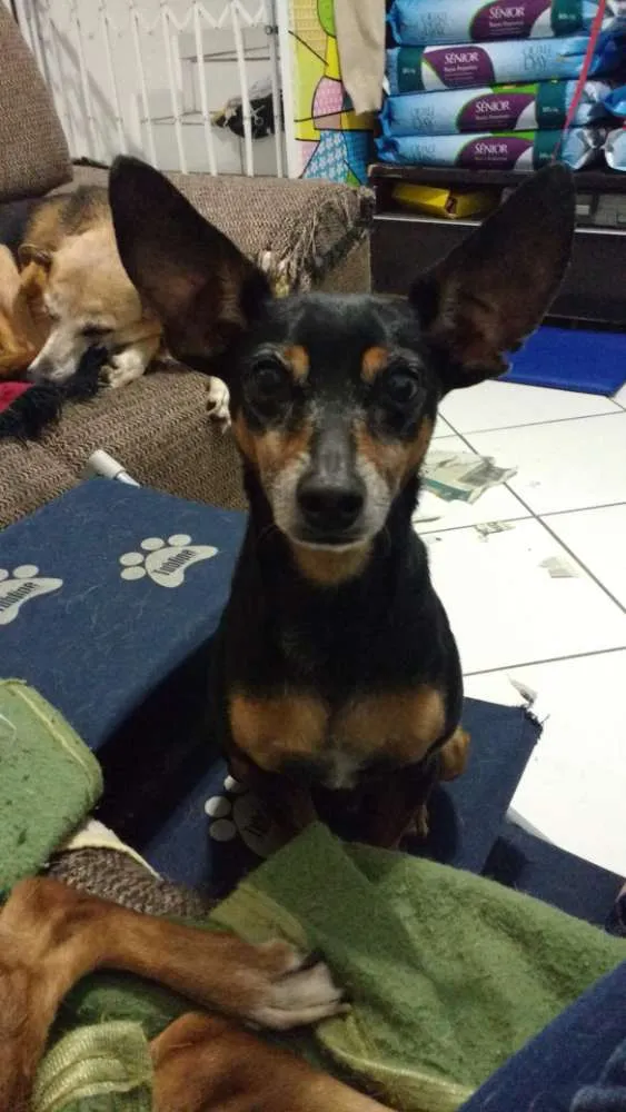 Cachorro ra a Pinscher idade 6 ou mais anos nome Jimmy - 6/7 anos -ZN