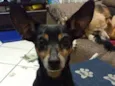 Jimmy - 6/7 anos -ZN