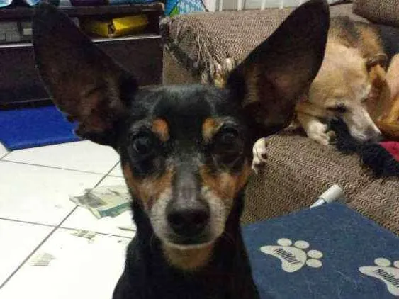 Cachorro ra a Pinscher idade 6 ou mais anos nome Jimmy - 6/7 anos -ZN