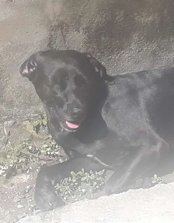 Cachorro ra a Vira-lata  idade 2 anos nome Lilico