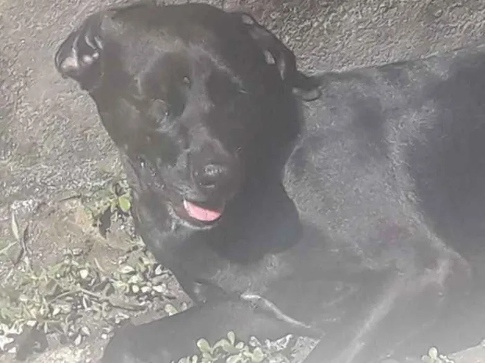 Cachorro ra a Vira-lata  idade 2 anos nome Lilico