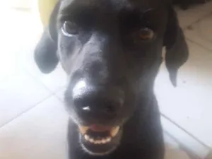 Cachorro raça Vira-lata  idade 2 anos nome Lilico