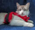 Linda