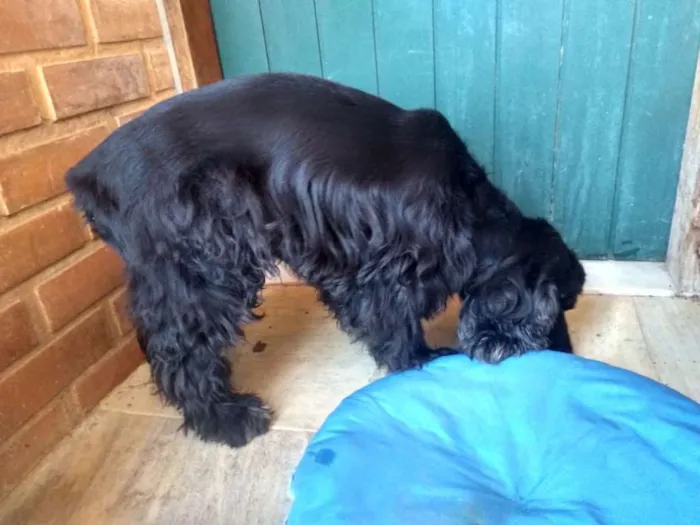 Cachorro ra a Cocker spaniel idade 5 anos nome VELUDO
