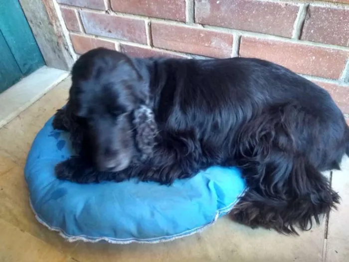 Cachorro ra a Cocker spaniel idade 5 anos nome VELUDO