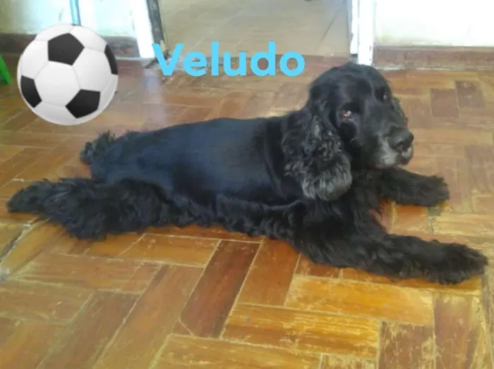 Cachorro ra a Cocker spaniel idade 5 anos nome VELUDO