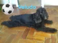 VELUDO