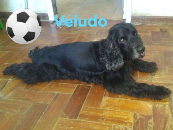 Cachorro ra a Cocker spaniel idade 5 anos nome VELUDO
