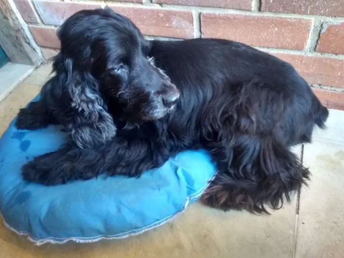 Cachorro ra a Cocker spaniel idade 5 anos nome VELUDO