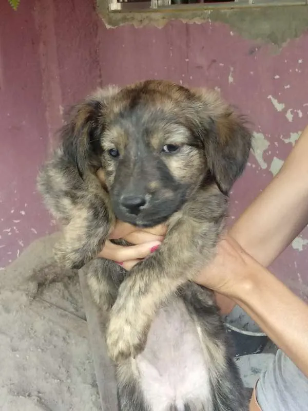 Cachorro raça vira-lata idade 2 a 6 meses nome Não têm nome