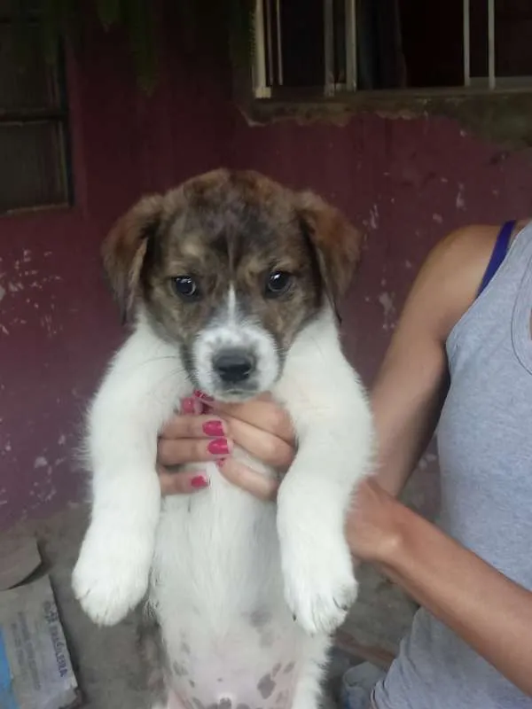 Cachorro raça vira-lata idade 2 a 6 meses nome Não têm nome