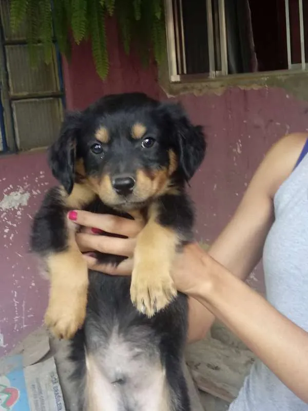 Cachorro raça vira-lata idade 2 a 6 meses nome Não têm nome
