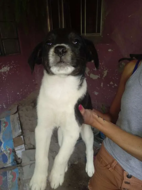 Cachorro raça vira-lata idade 2 a 6 meses nome Não têm nome