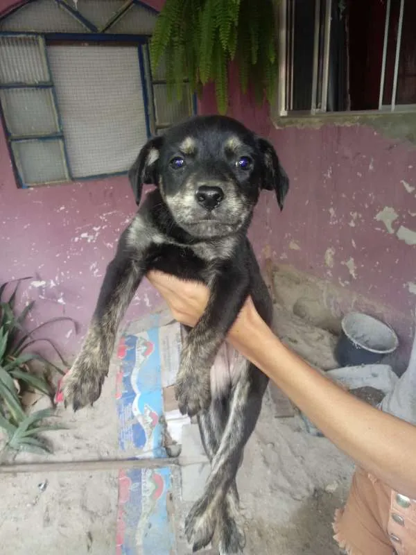 Cachorro raça vira-lata idade 2 a 6 meses nome Não têm nome