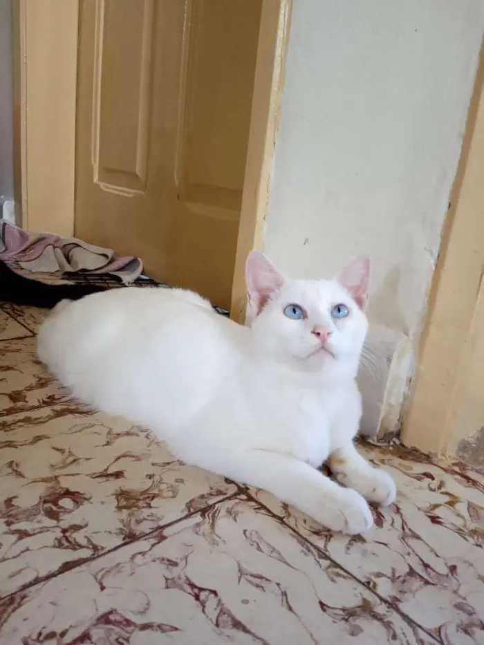 Gato ra a Srd idade 7 a 11 meses nome Arthur