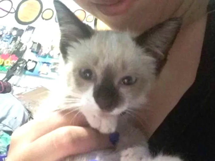 Gato ra a Siamês idade Abaixo de 2 meses nome Branquinha