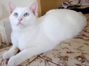 Gato raça Srd idade 7 a 11 meses nome Arthur