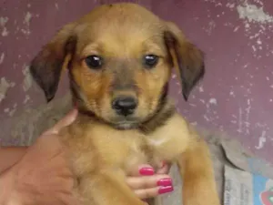 Cachorro raça vira-lata idade 2 a 6 meses nome Não têm nome