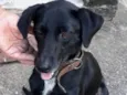 Zorro