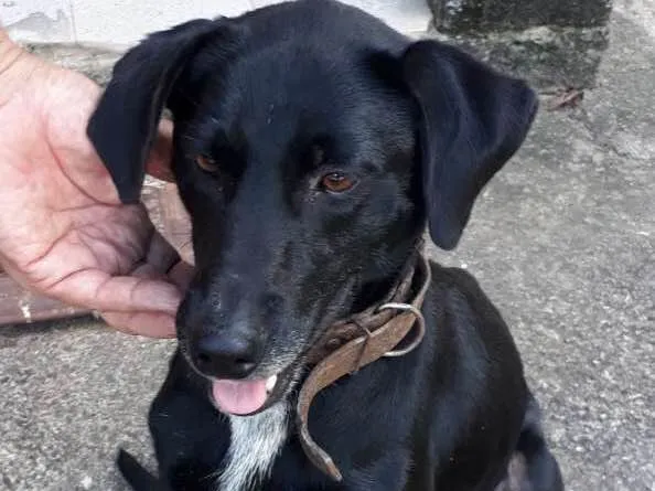 Cachorro ra a SRD idade 7 a 11 meses nome Zorro